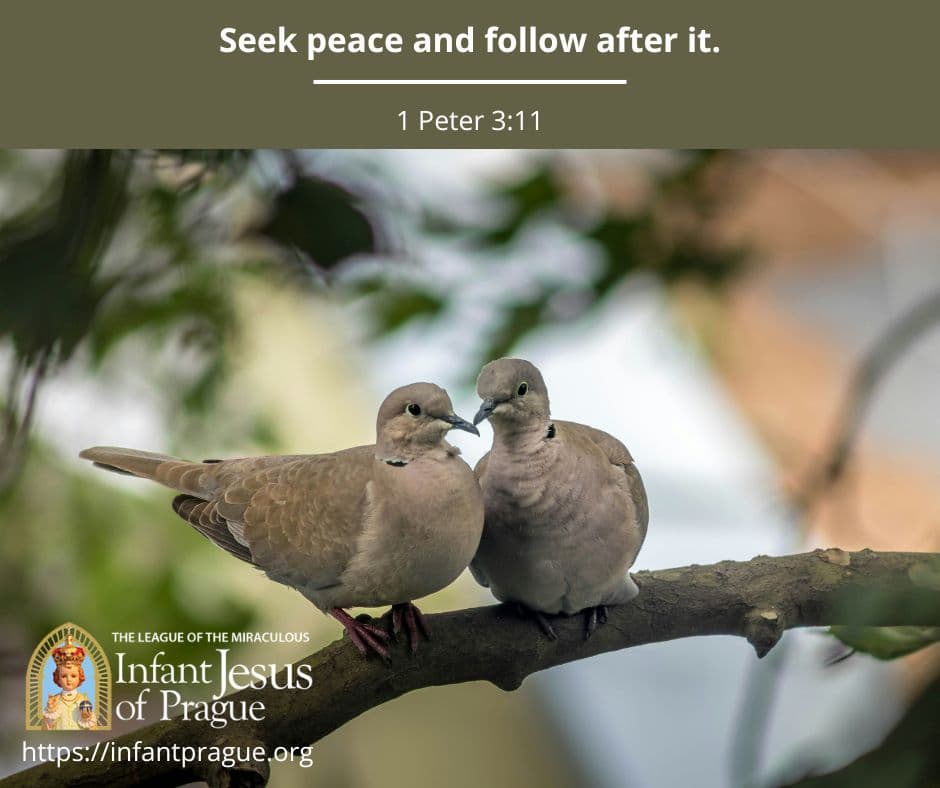 Infant of Prague Daily Scripture