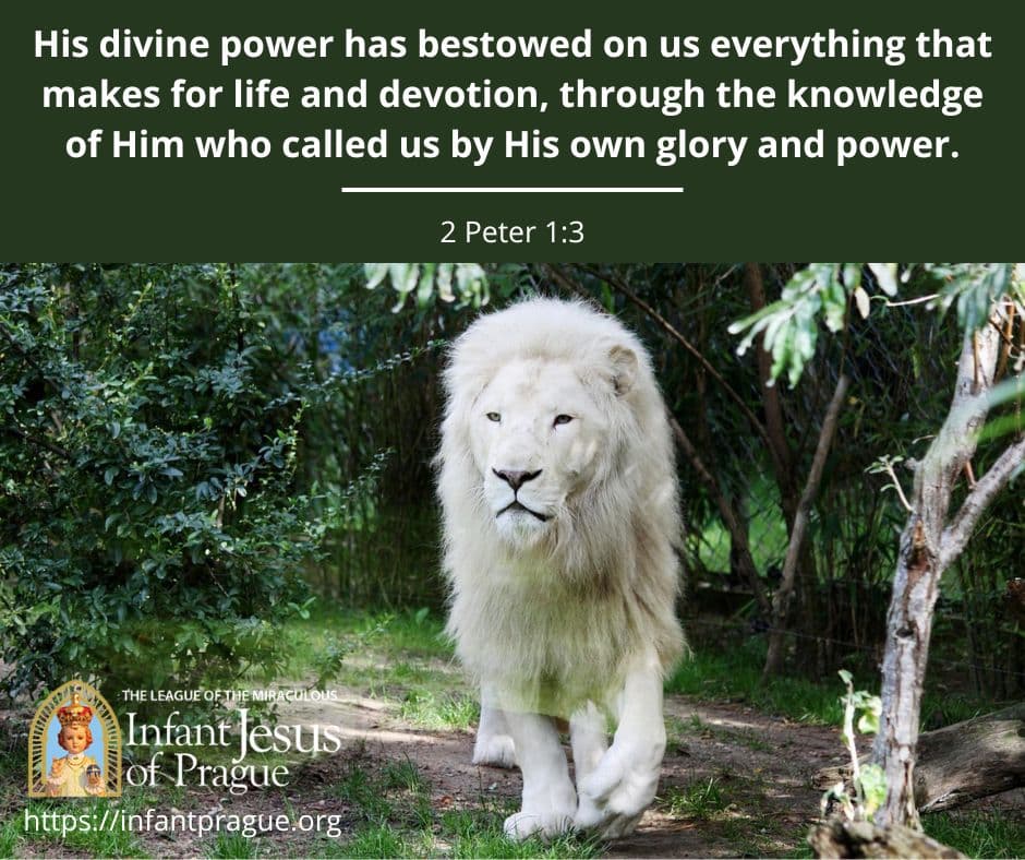White lion surrounded by greenery