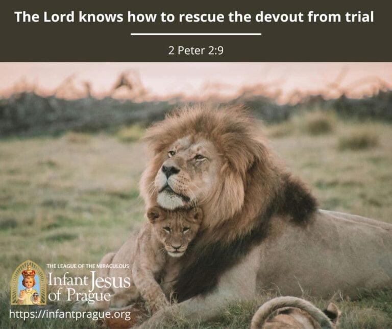 Close up image of lion with his cub cuddled under his chin