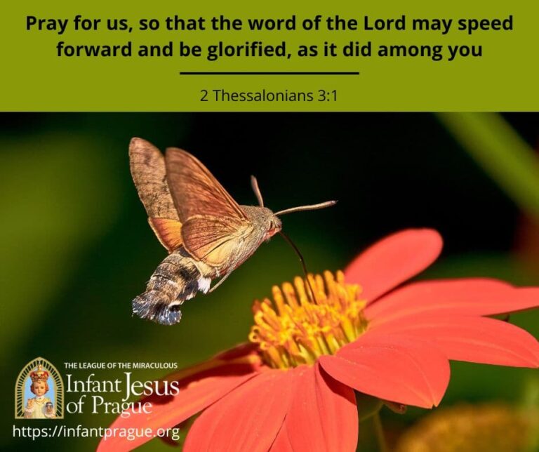 Hummingbird moth flying over red and orange flower