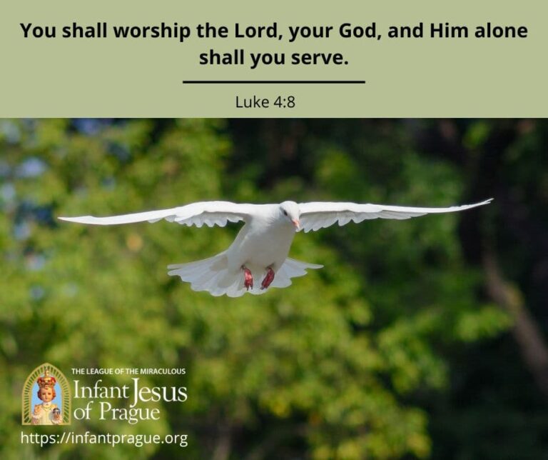 White dove soaring with wings extended