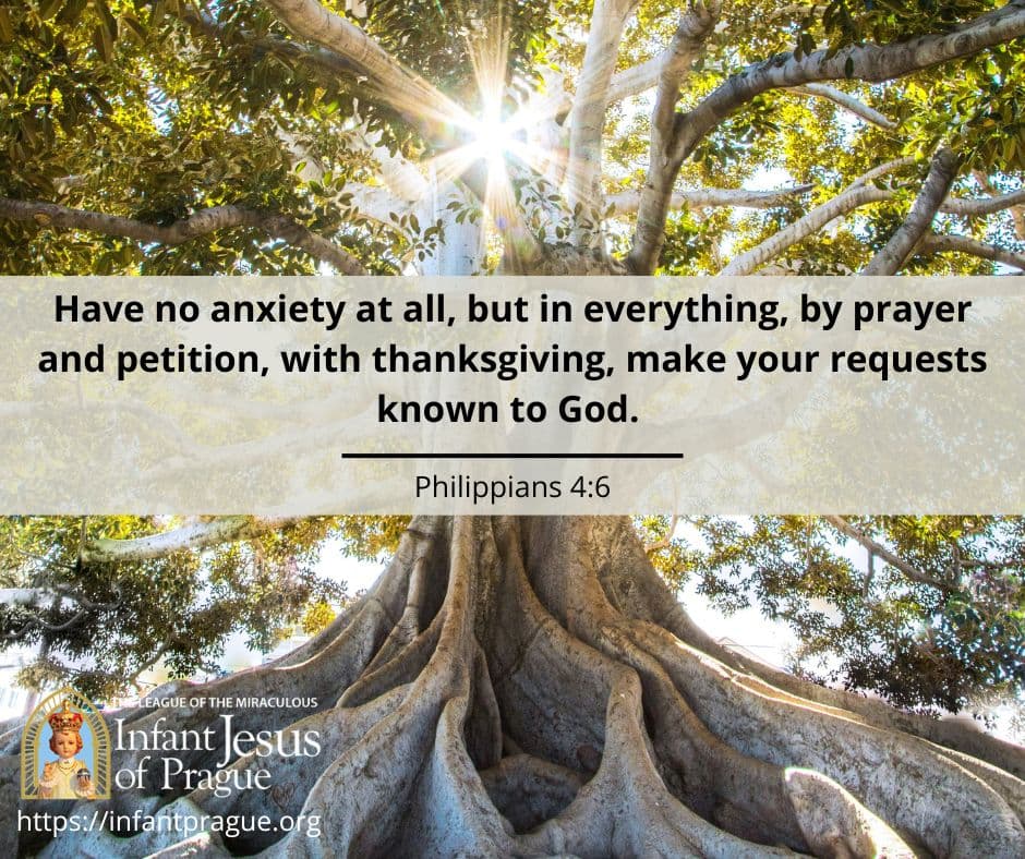 Large, strong, rooted tree with fruitful branches