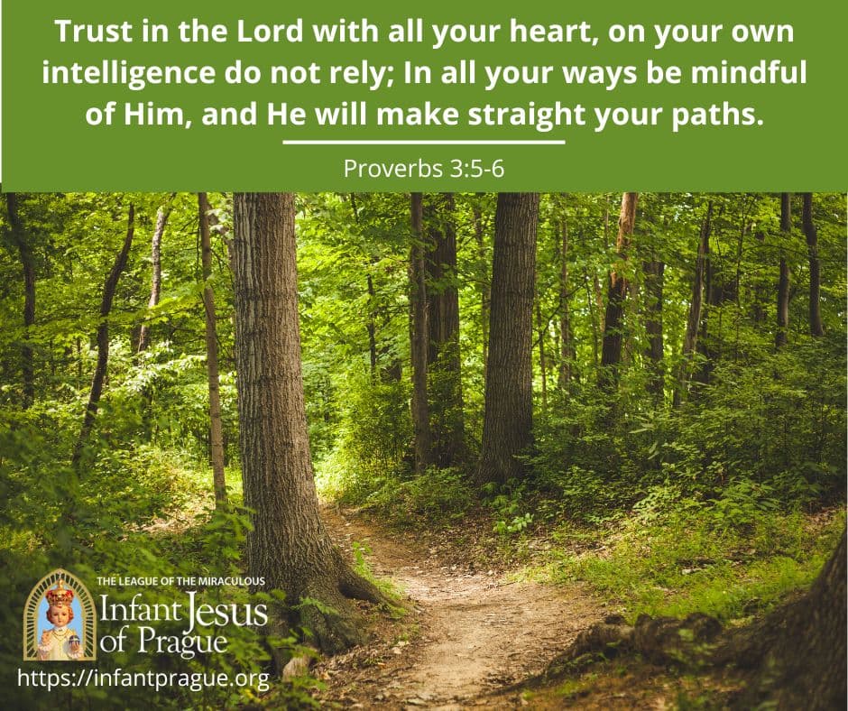 Dirt path in woodsy forest with tall green trees.